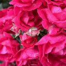 조수보건진료소 이미지