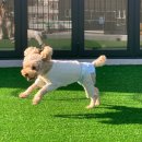 플레이멍 광주애견유치원&애견호텔 | 강아지를 위한 맞춤형 케어 공간, 플레이멍 광주애견유치원 &amp; 호텔