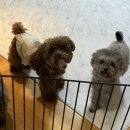 윈썸그루밍 | 광주 강아지 미용실 추천-윈썸그루밍