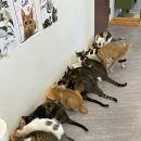 냥스테이 이미지