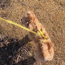 노라바 | [제주/애월] 애견동반 노라바 해물라면 내돈내산 솔직후기: 오션뷰와 신선함 사이, 문어라면 vs 해물...