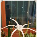 릴리(Lily) 이미지