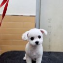 솜솜 애견미용 이미지