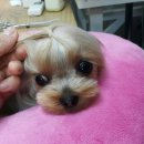 그루밍하우스 이미지