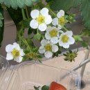 매지밀 딸기농장 이미지