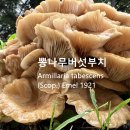 뽕나무버섯부치 이미지
