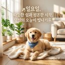 9월 13일(일) '에티오피아'와 맨발의 마라토너 '아베베' 이야기 이미지