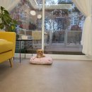 몽슈 펫그루밍샵 이미지