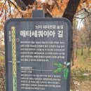 사울 마포구 하늘공원 메타세콰이어 숲길 (2025.11.29) 이미지