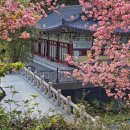 포항시남구55 | [포항 여행] 포항장기면 도암사 겹벚꽃 실시간 후기 하트 벚꽃 발견한 봄 여행 🌸