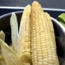 영월알찬농원 | 🌽 지인 덕분에 또 만난 쫀득함 끝판왕! 강원도 찰옥수수 맛있게 삶는 법 (압력밥솥 꿀팁)