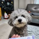 누리댕댕 | 펫누리 강아지 영양제 액상형태 뉴트리션플랜B