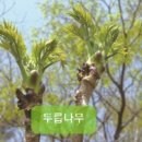 함안두릅