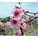 4월 봄꽃나들이, 나주 배꽃과 유채꽃(2차) 이미지