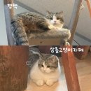 캣존 | 엄마랑 평택 이색데이트 고양이 짱귀 🐈🐈‍⬛ 《삼층고양이카페》 주차 및 찐후기🤍🩶🤍🩶