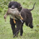 애견백과 - 아이리시 워터 스패니얼 (Irish Water Spaniel) 이미지