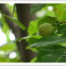 호두나무 이미지