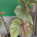 고니세탁소 이미지