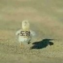 공감성