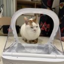 냥비싼 고양이 밥그럭 후기 : 슈어피드 ( sure feed ) 내돈내산 구매후기