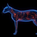 천호동물병원 이미지