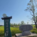 보리와 차이야기 | [5월 전남여행]드라마 촬영명소 고창보리밭 축제정보