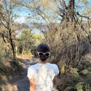 월드정보통신 | 시드니 블루마운틴 시닉월드 동물원없는 투어 추천 줌줌투어 할인쿠폰