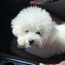 크리스타일 | 꼬질꼬질 비숑, 인형으로 변신! 광주 애견 미용 &#39;크리스타일&#39; 후기