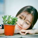 다로 이미지