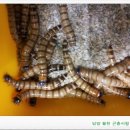 월천곤충사랑 네이버블로그