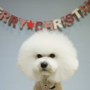 한강펫살롱 이미지