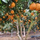 봉이농장 이미지