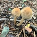 솔빛숲유치원 이미지