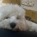 개밥주세요 이미지