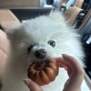 루나 캠프닉 본점 방문 후기 + 반려견과 함께🐶🩷