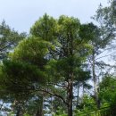 황금소나무 이미지