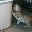 미파캐터리 이미지