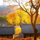 비로사진공대사보법탑비 | “불국사보다 한적합니다” 폭발한 끝물 단풍, 지금 가야 가장 예쁜 소백산 영주 비로사