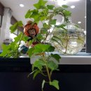 아주-0048 이미지