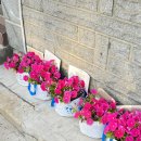 경기도 수원시 장안구 창훈로29번길 이미지