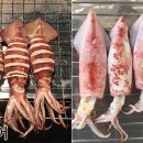 한치로2 이미지