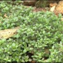 허브 식물과 향기의 이용 이미지