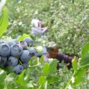 무주우렁이농장 이미지