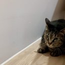 에어묘앤비 이미지