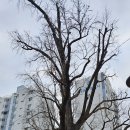 방학동 은행나무 이미지