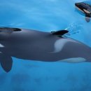 Fermeture de Marineland : One Voice somme le gouvernement de trouver des so 이미지