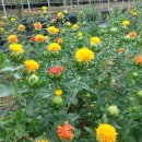 심정농장 이미지