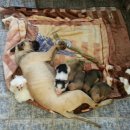 퐁이네 애견 이미지