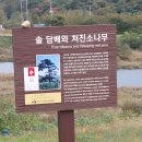 솔 담배와 처진소나무(천연기념물 제295호) 이미지