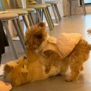 다시사랑받개 이미지